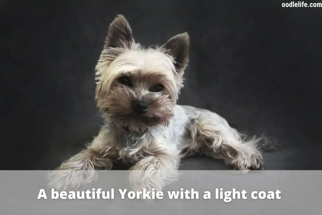 beautiful yorkie puppy