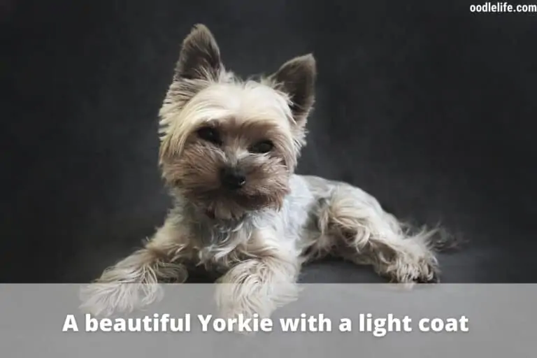 How Long Do Yorkies Stay in Heat?