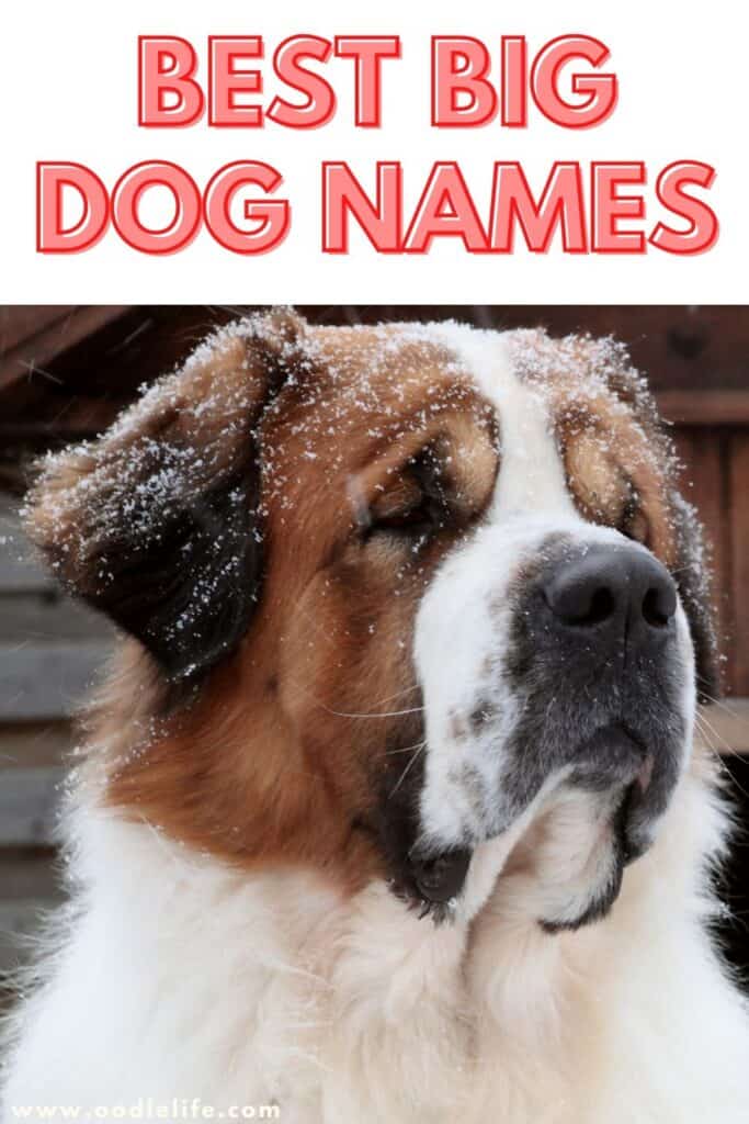 21 Best Big Dog Names [Actually Good] - Oodle Life