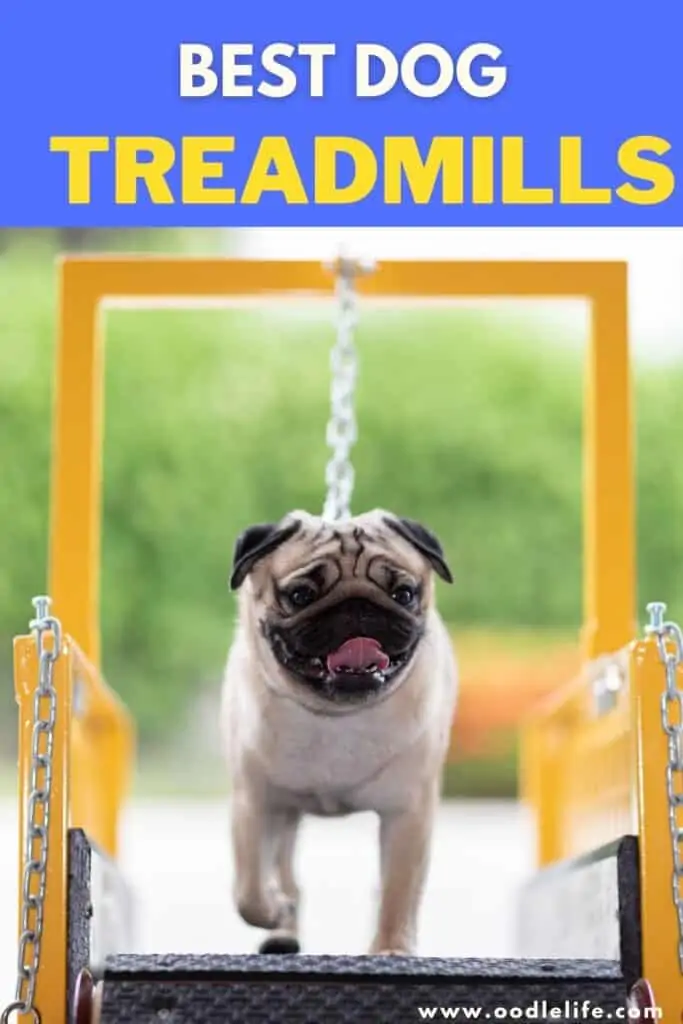 best dog treadmills