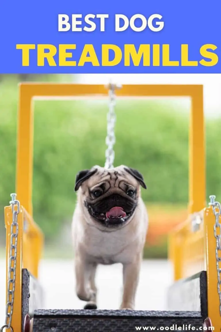 Best Dog Treadmills [Safe and Not Motorised]