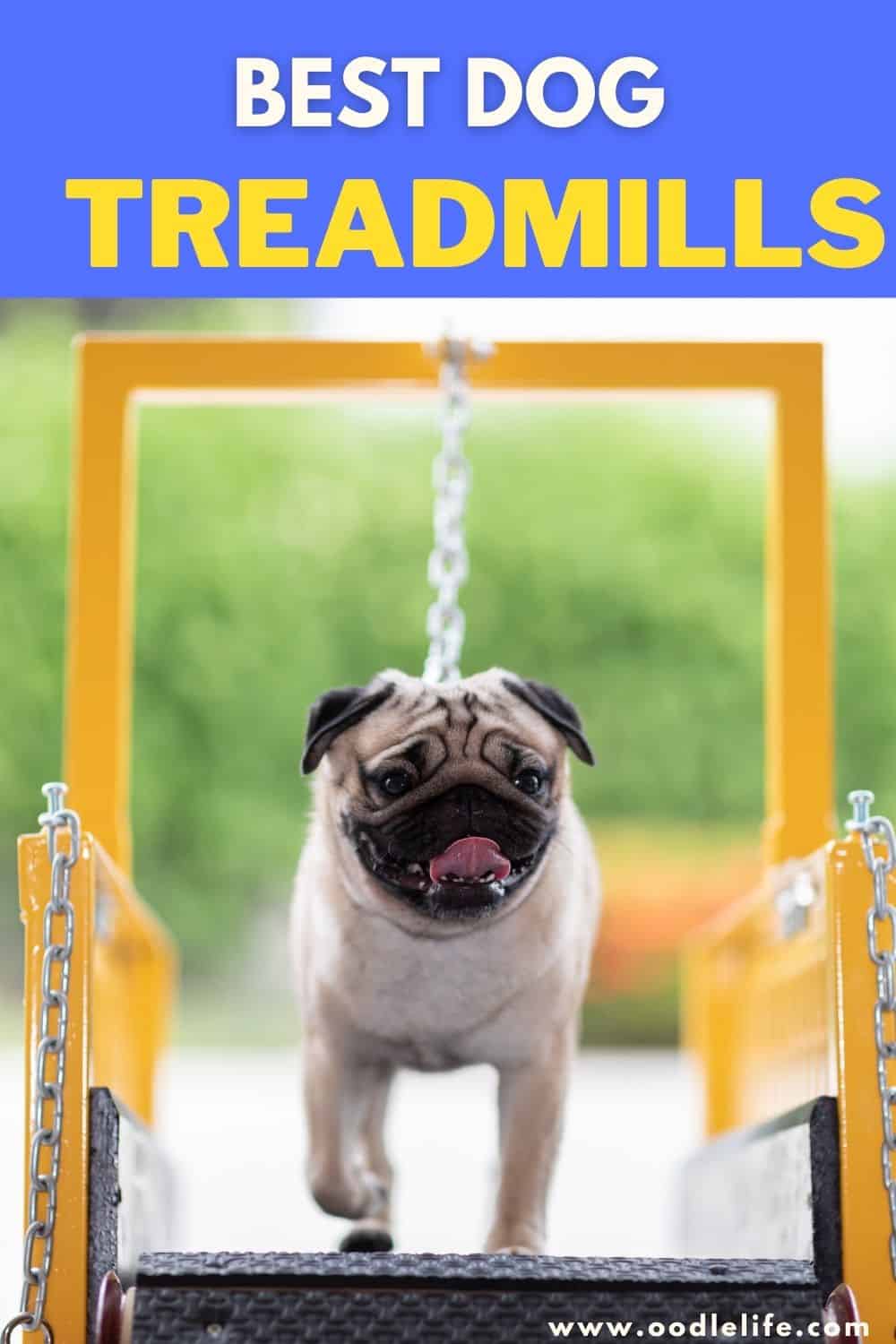 Best Dog Treadmills [Safe And Not Motorised] Oodle Life