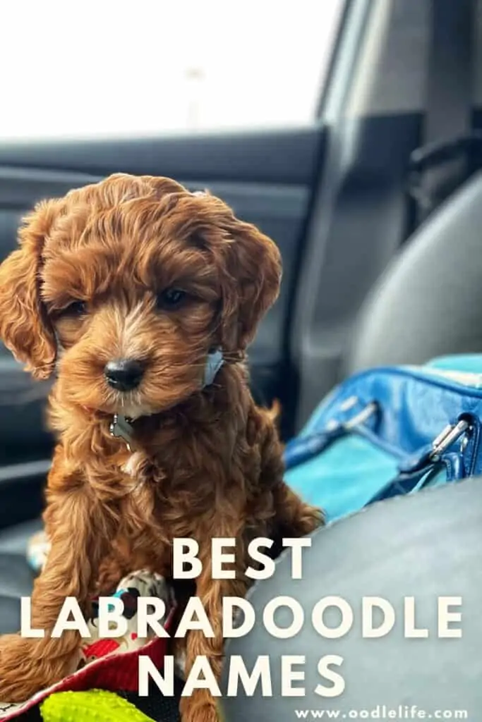 best labradoodles names