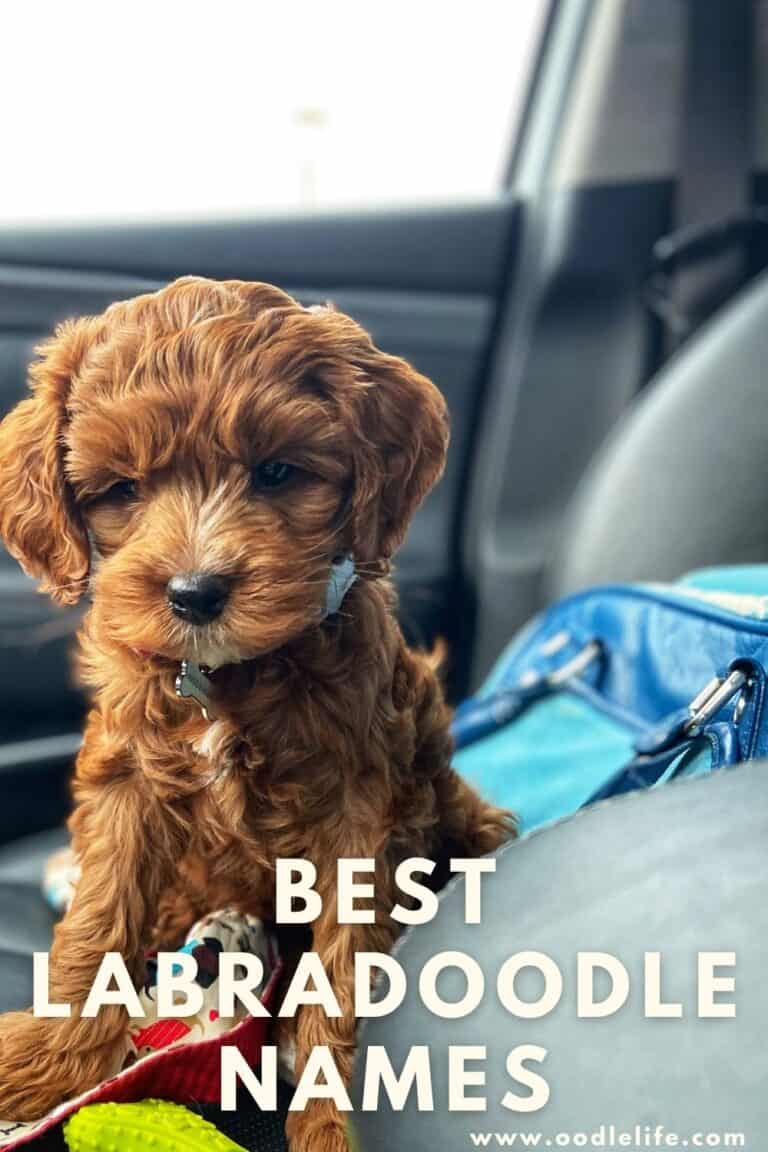 Best Labradoodle Names [131+ Male And Female Labradoodle Name Ideas