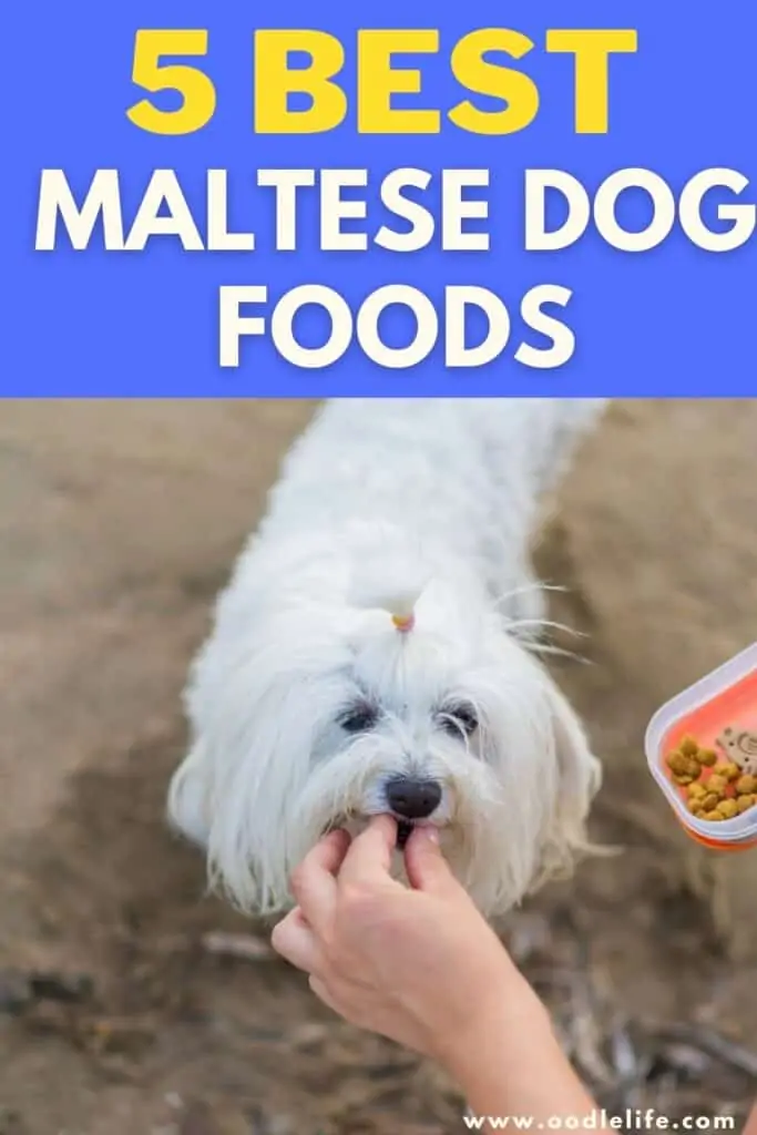 best dog food for maltese