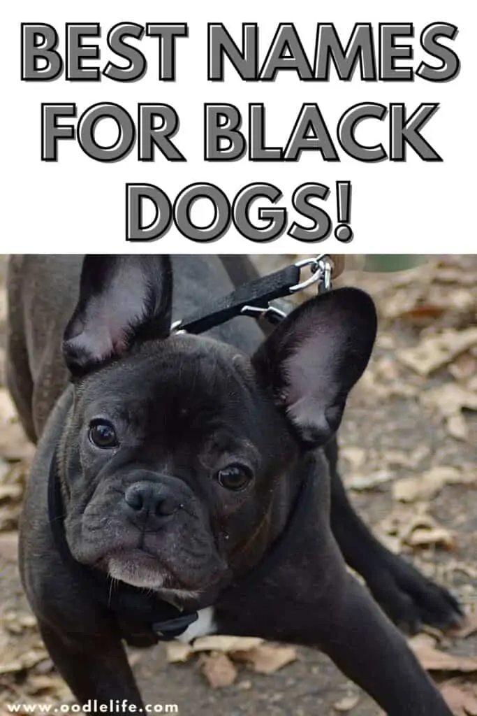 best names for black dogs