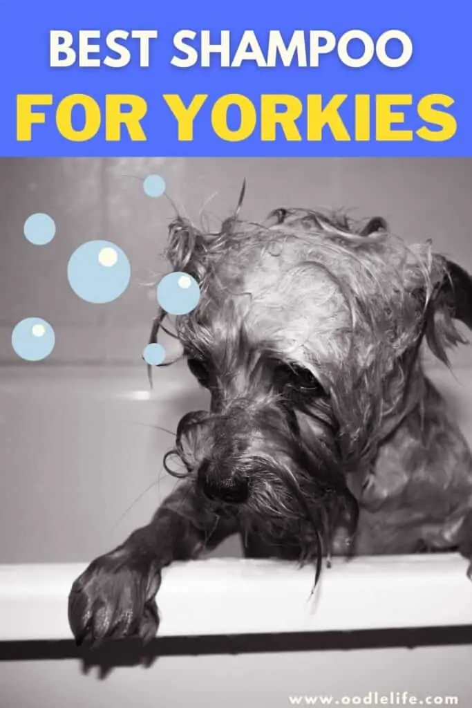 Best Shampoo For A Yorkie [5 Best Shampoos For Yorkshire Terriers] OodleLife®