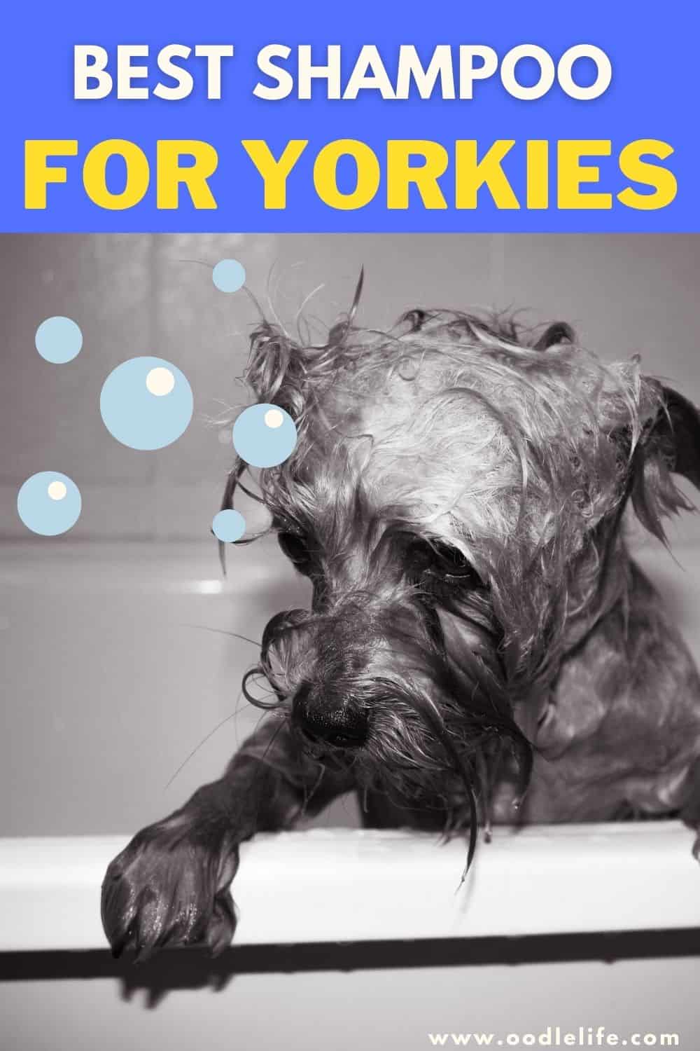 Best Shampoo For A Yorkie [5 Best Shampoos For Yorkshire Terriers
