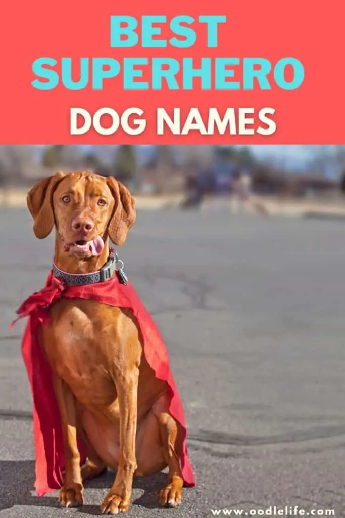 best superhero dog names
