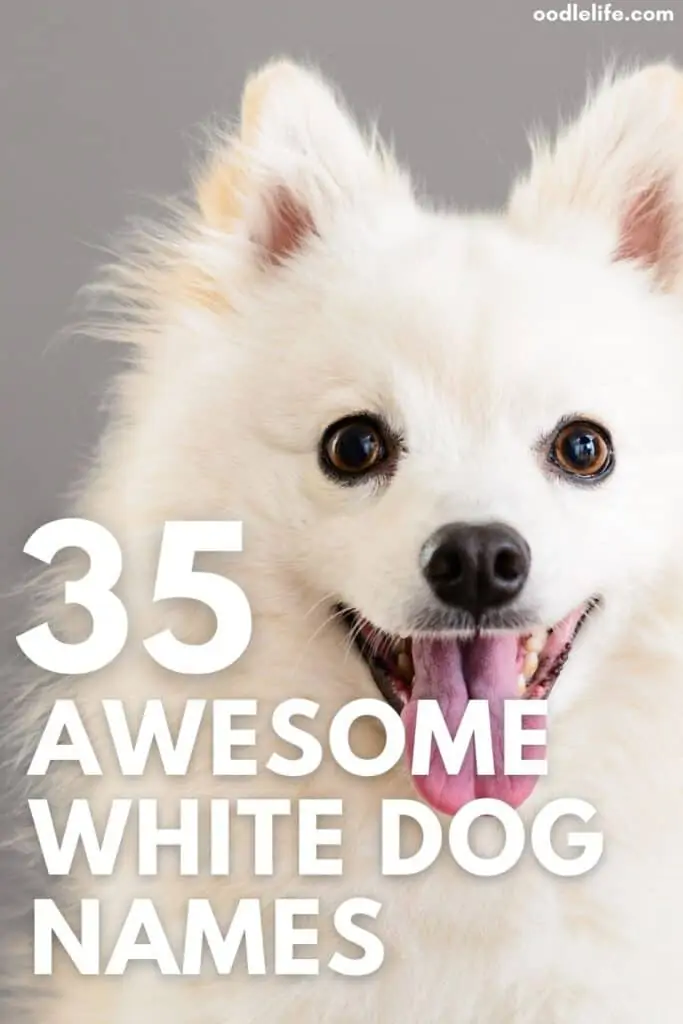 list of the best white dog names