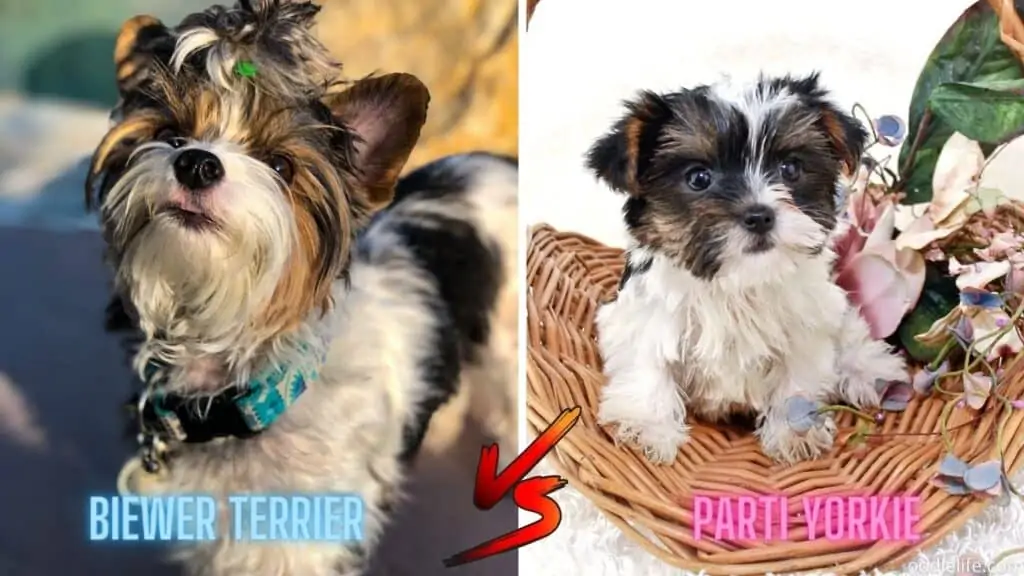 biewer terrier vs parti yorkie