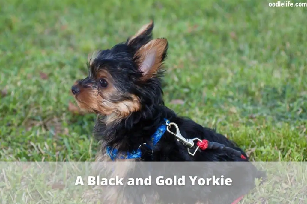 black and gold yorkie