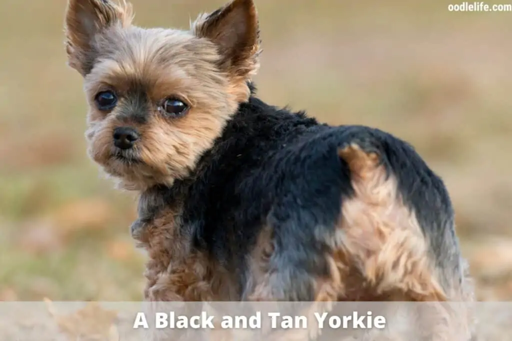 black and tan yorkie