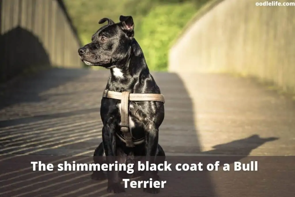 a black bull terrier