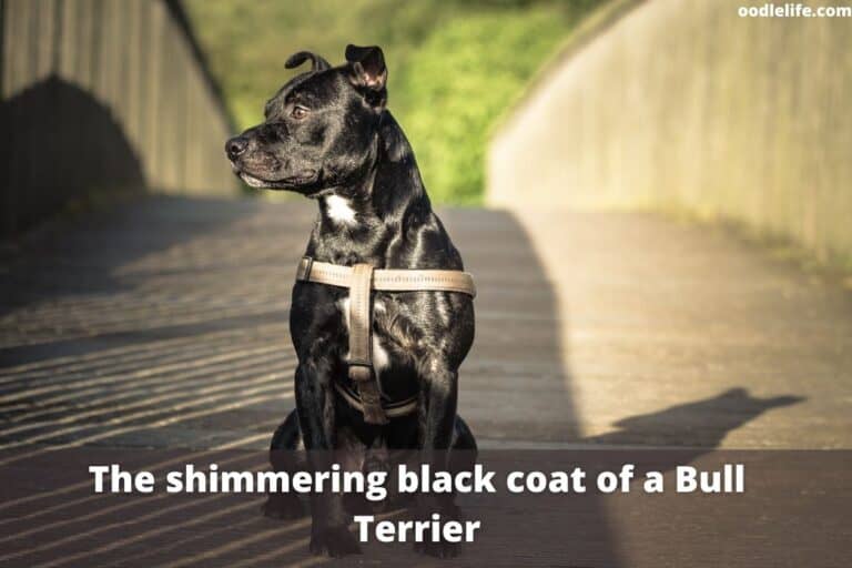 25 Best Black Dog Names [Hand Picked]