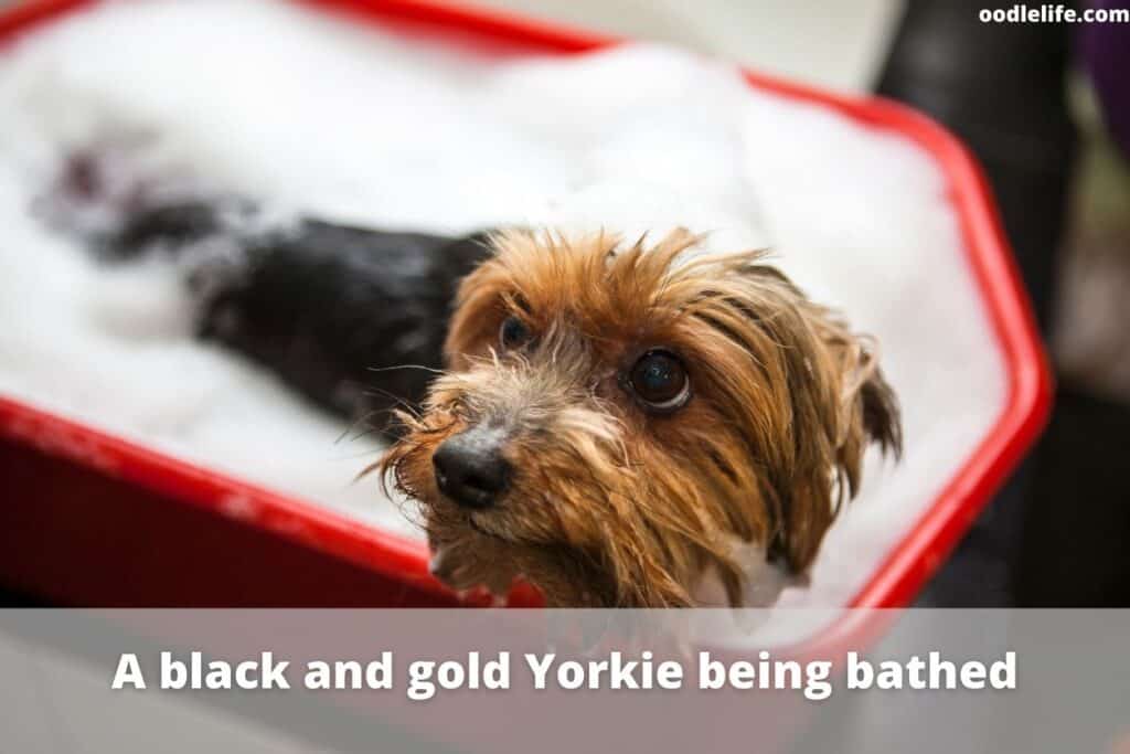 how often can i shower my yorkie