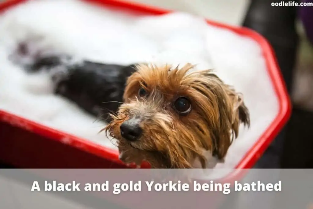 black and gold yorkie has bath