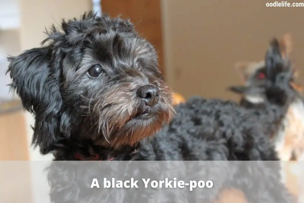 an all black yorkie poo