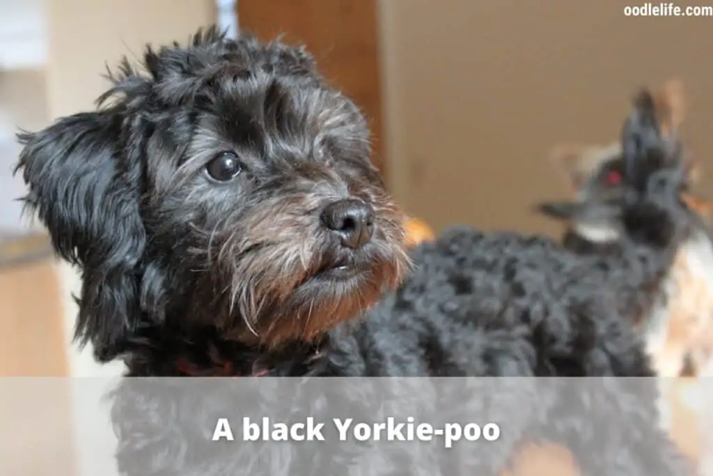 Yorkiepoo Colors Guide With Photos OodleLife 