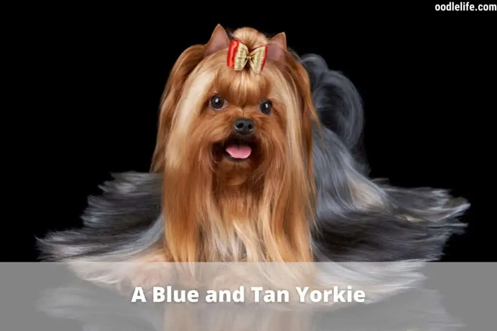 blue and tan yorkie