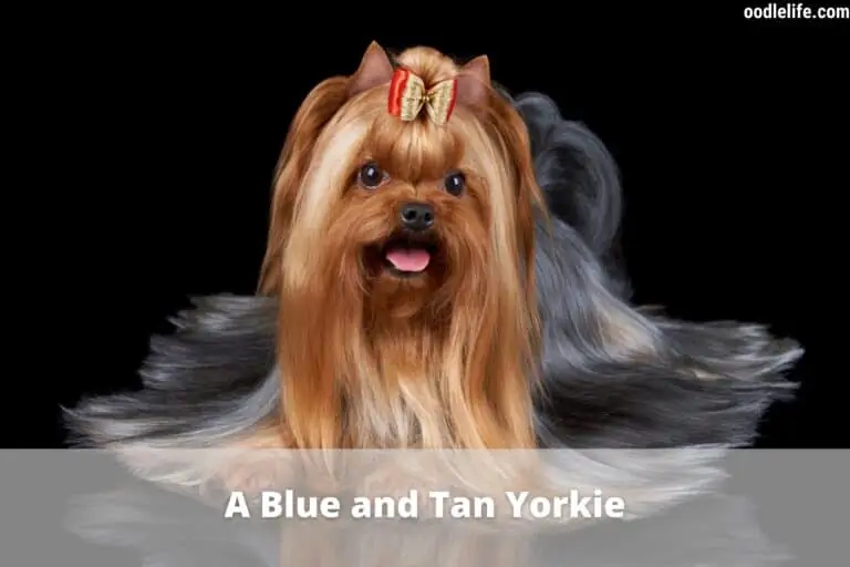 Do Yorkies Shed? [Yorkshire Shedding Facts]