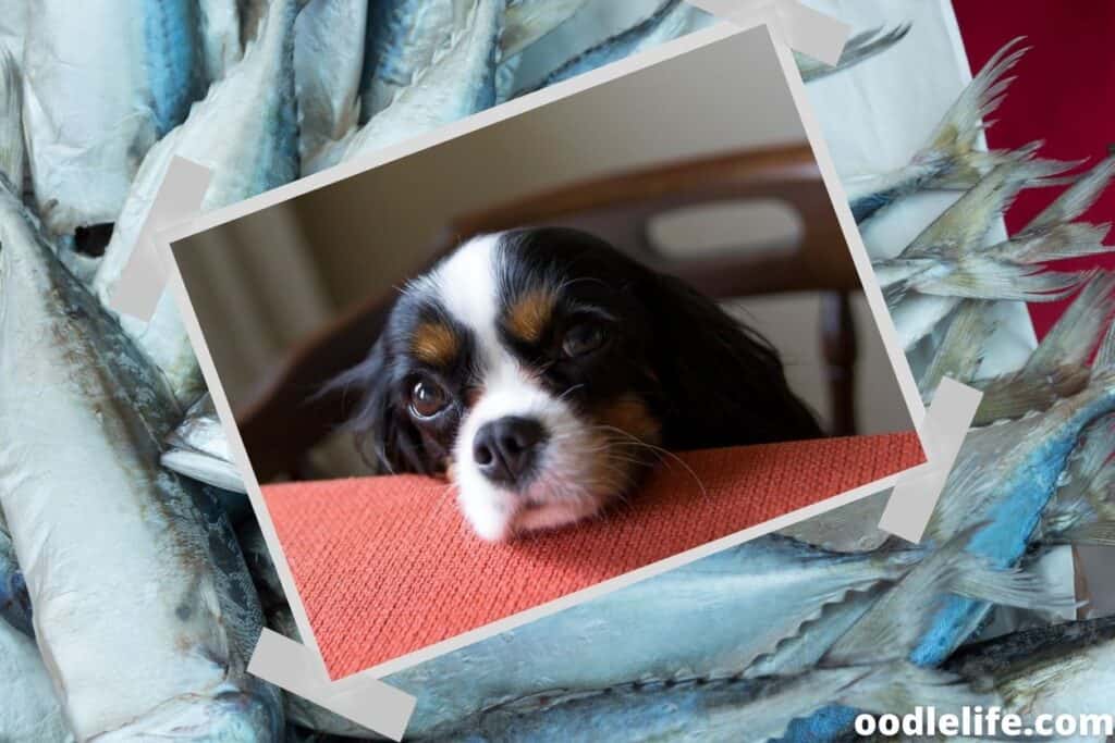 Dog drinking water but not eating
