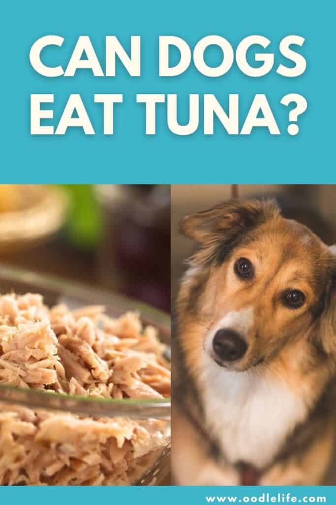 is it ok to give dogs tuna