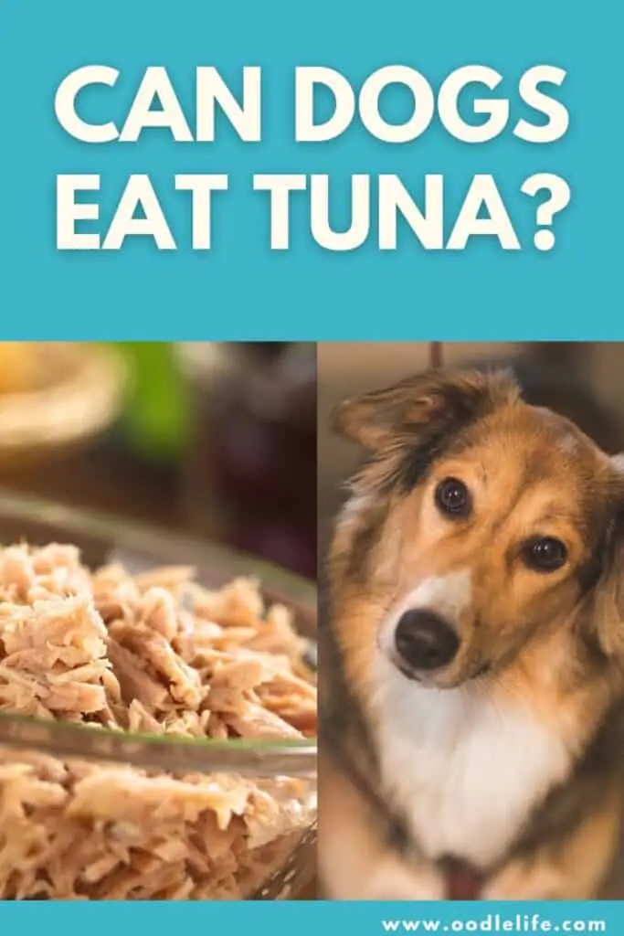 can dogs eat tuna