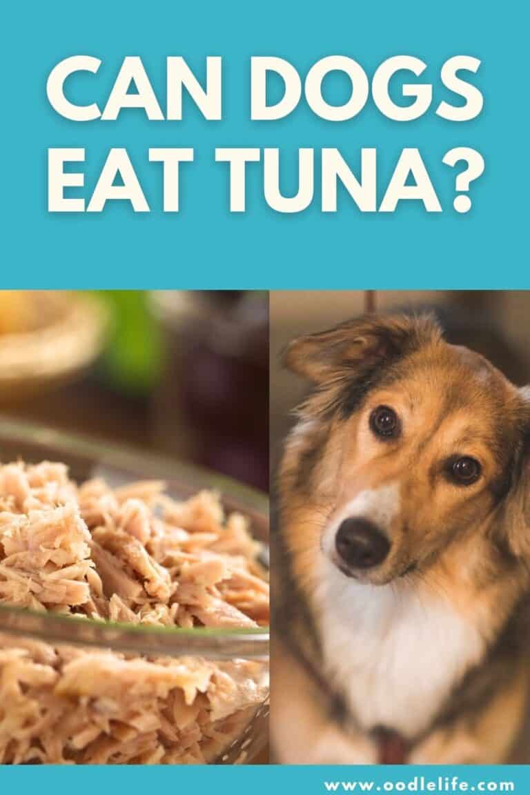 Can Dogs Eat Tuna? [Ultimate Guide] Oodle Life