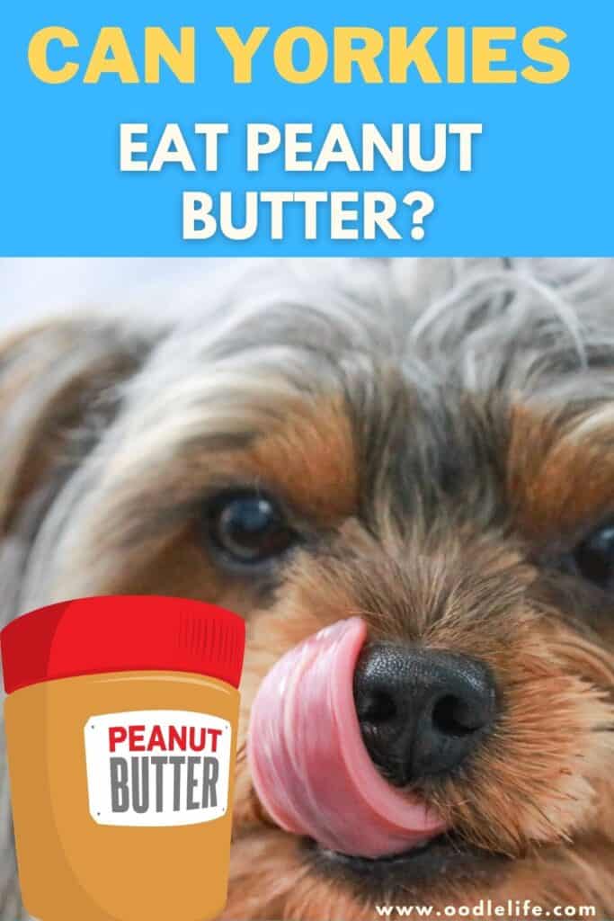 can yorkies eat peanut butter