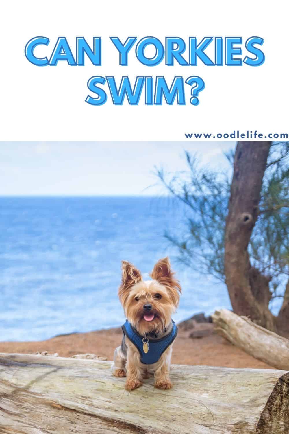 Can Yorkies Swim? [Yorkshire Terrier Swimming Advice] Oodle Life