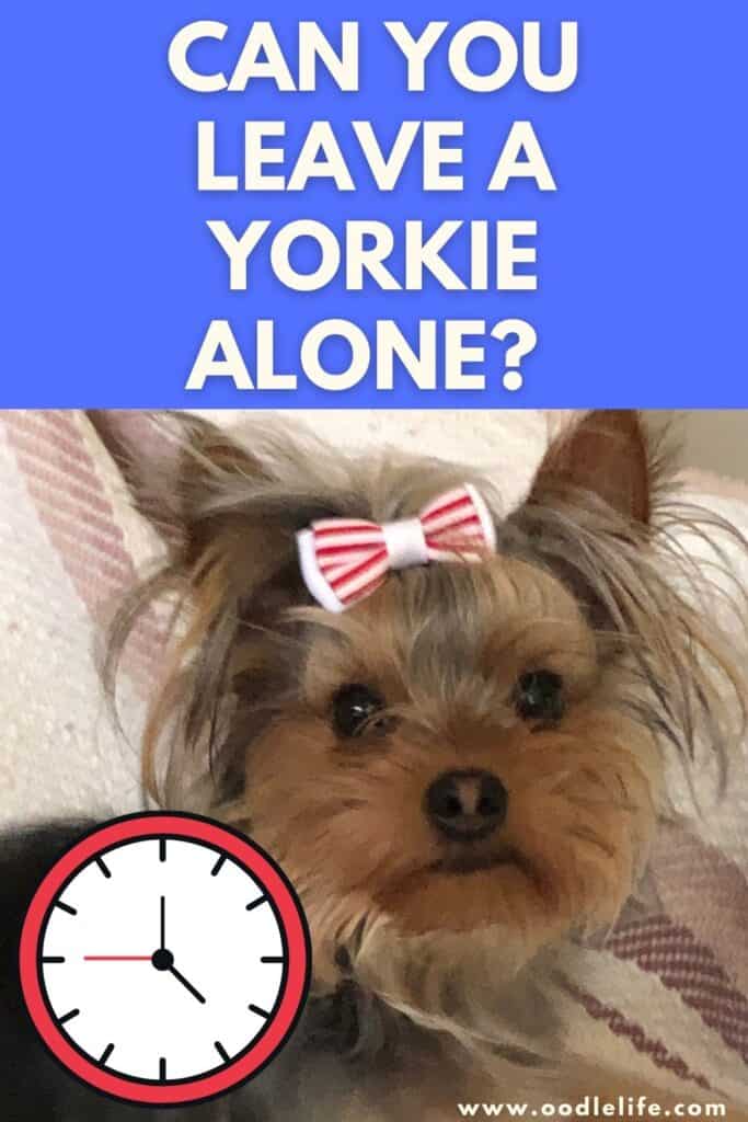 Can Yorkies Be Left Alone During The Day? Oodle Life