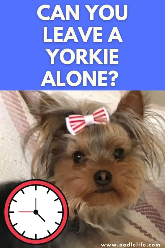can you leave a yorkie alone`