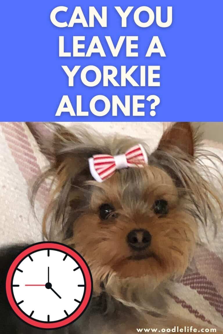 Can Yorkies Be Left Alone During The Day? Oodle Life