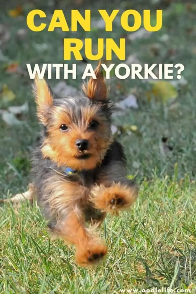 can you run with a yorkie