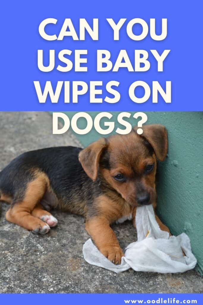 can you use baby wipes on dogs