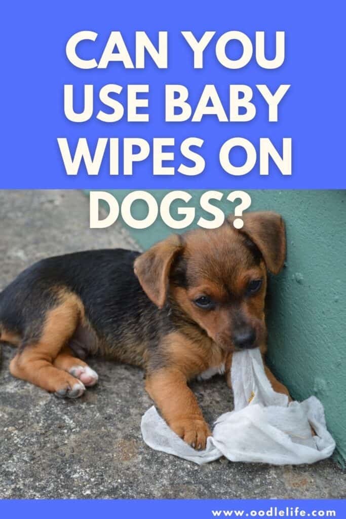 can i use baby wipes on my dog