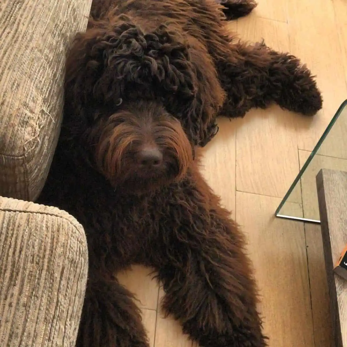 chocolate Labradoodle besides a couch