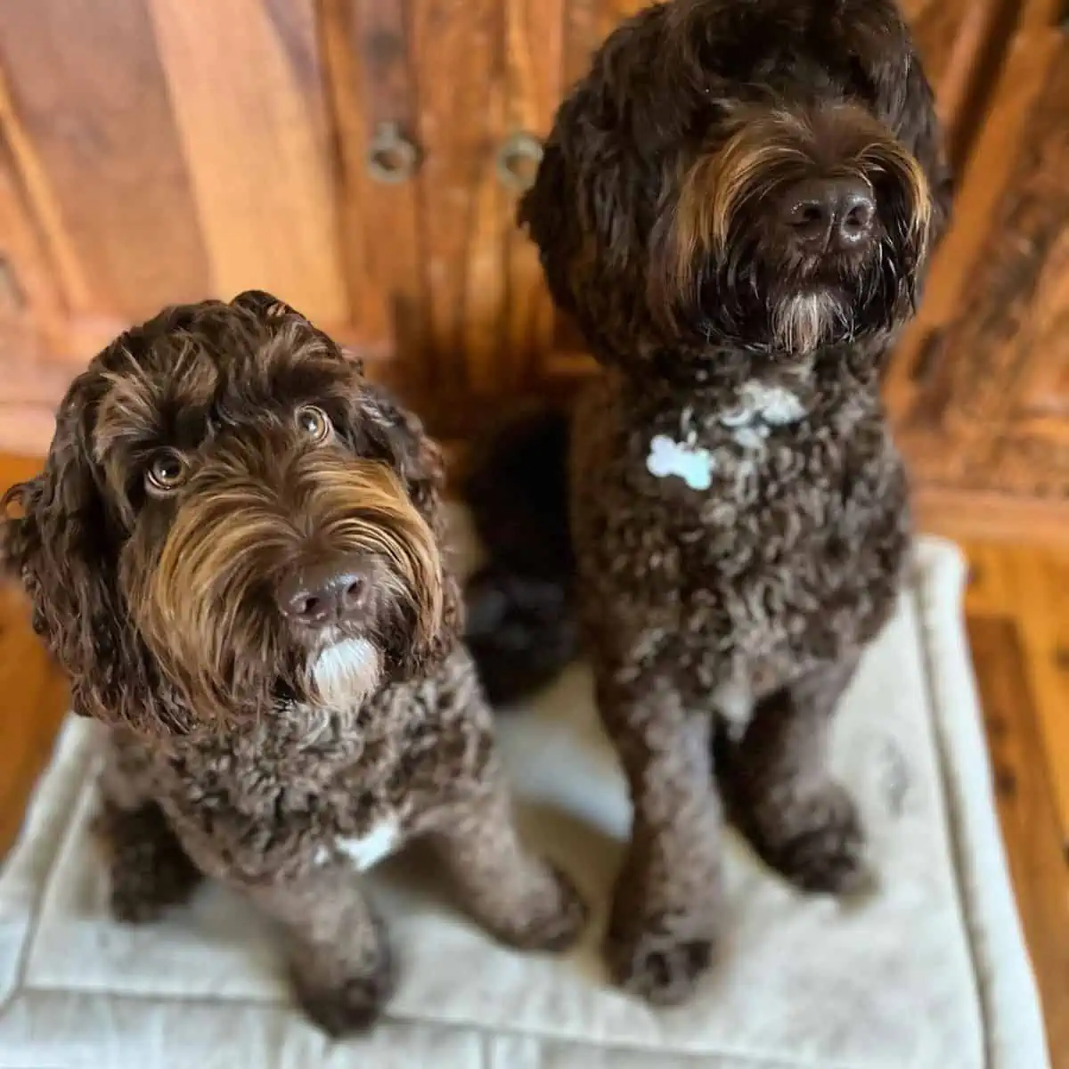 chocolate Labradoodle puppy siblings