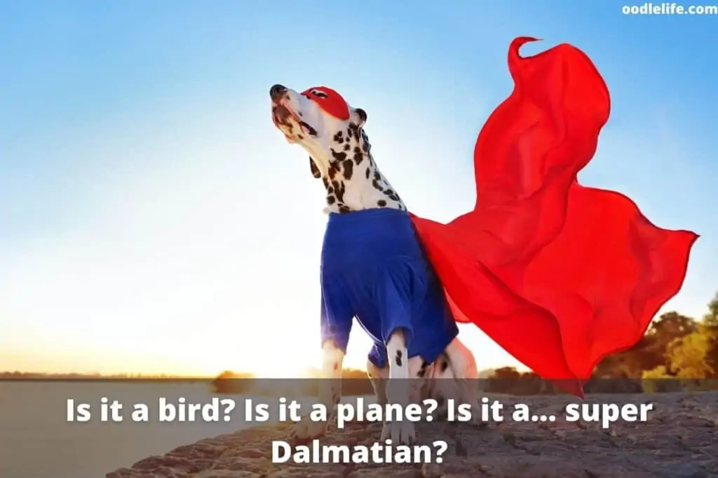 dalmatian super hero dog