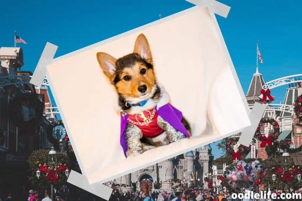 fancy dog looks regal at disneyland