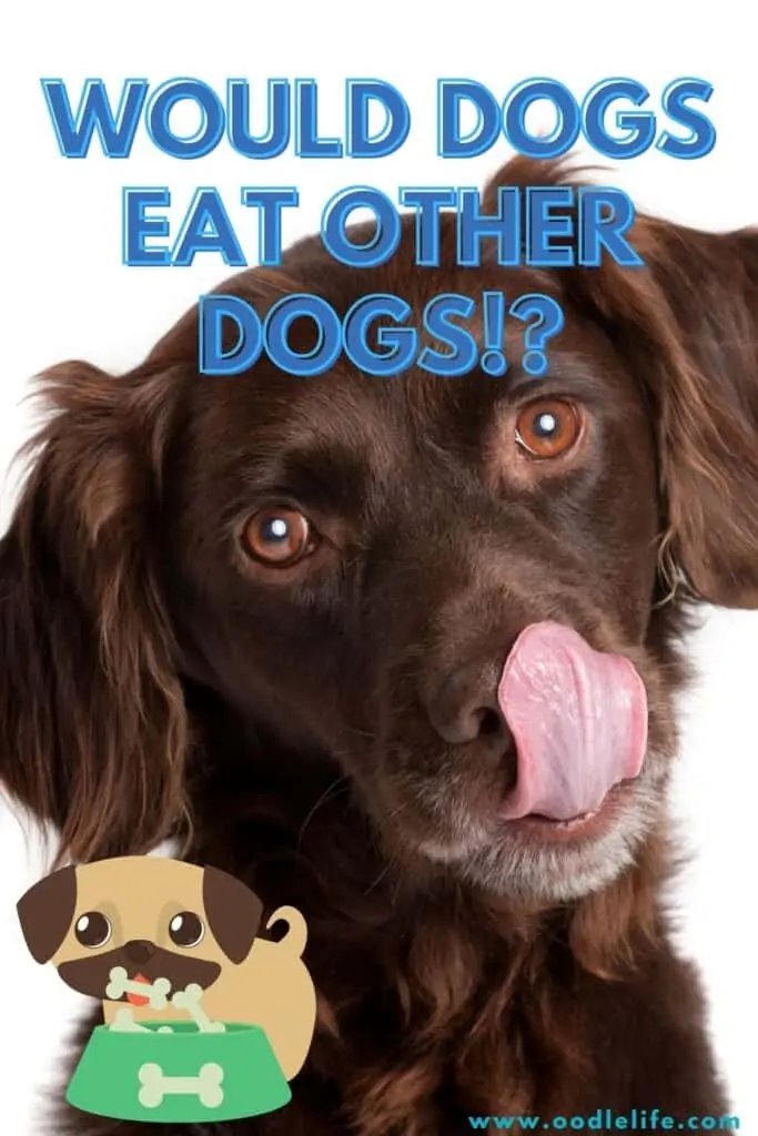 do dogs eat other dogs