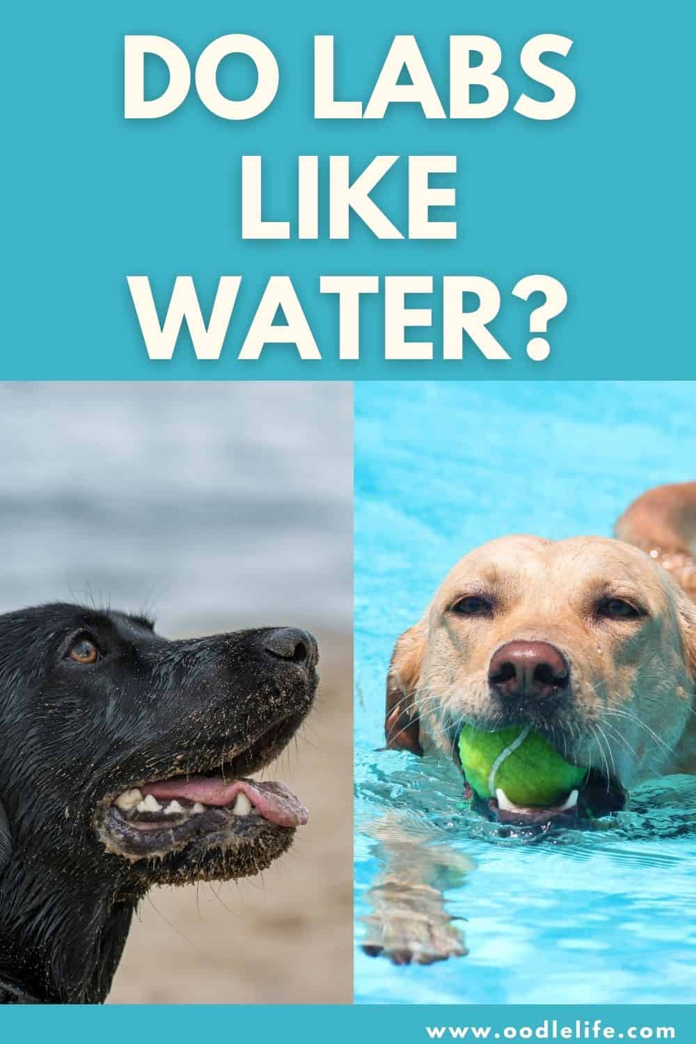 Do Labs Like Water? (Do Labradors Swim?) Oodle Life