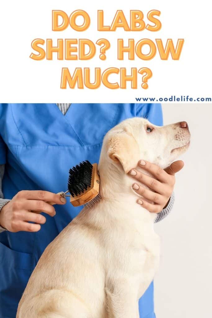 labrador puppy hair shedding