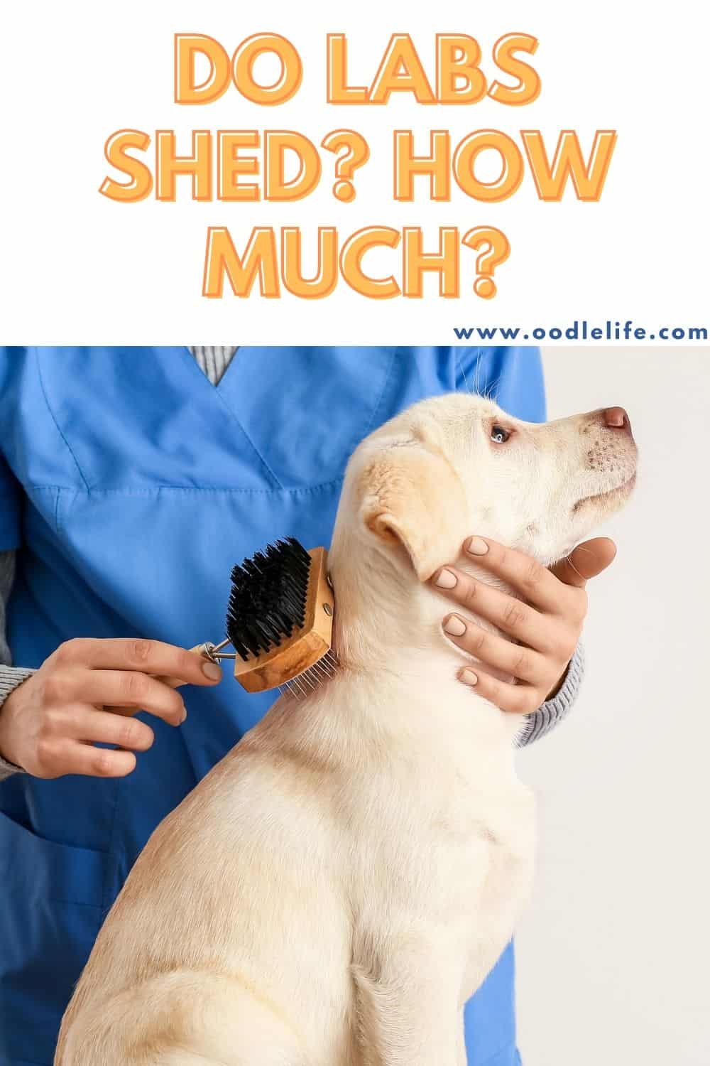 Do Labs Shed? (Labrador Shedding Guide) Oodle Life