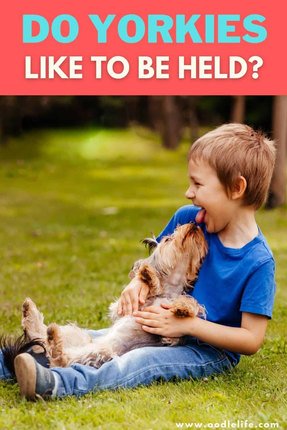 Do Yorkies Like To Be Held? Oodle Life
