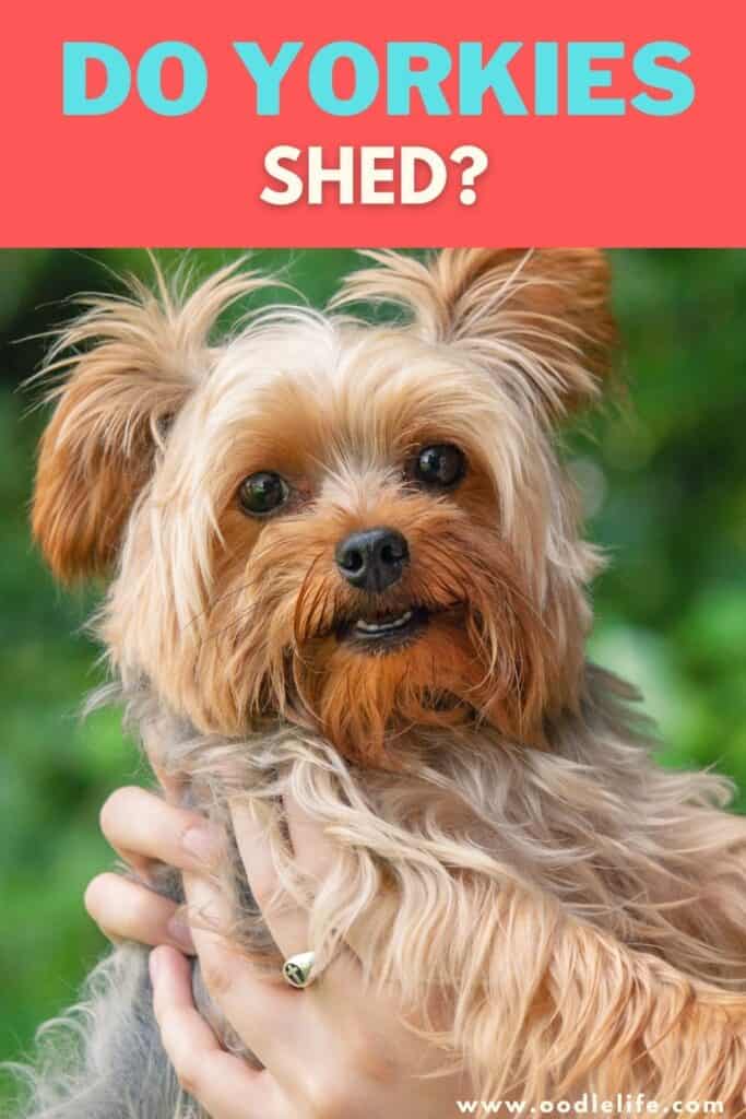 do yorkies shed