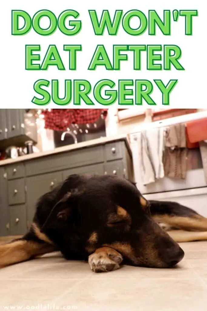 dog won't eat after surgery