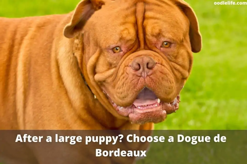 giant dogue de bordeaux