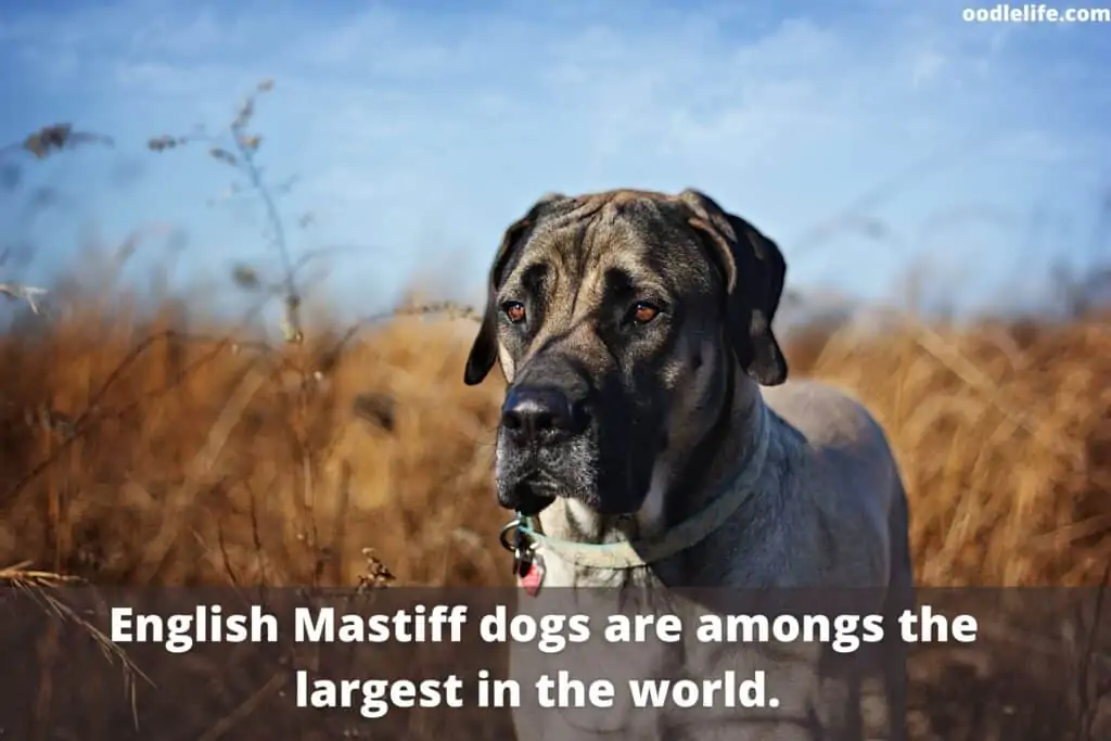 English Mastiff dog